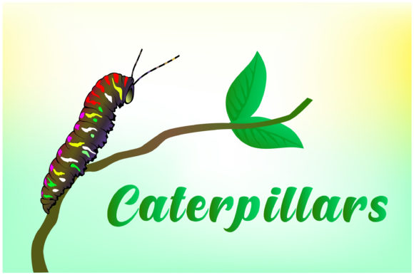 Download Caterpillars Hand Drawn Illustrations - Hand drawn illustrations Collection